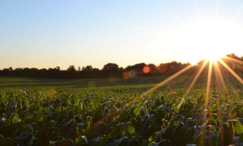 Formation en ligne à la certification de la classe de tutorat du cours Best Farming