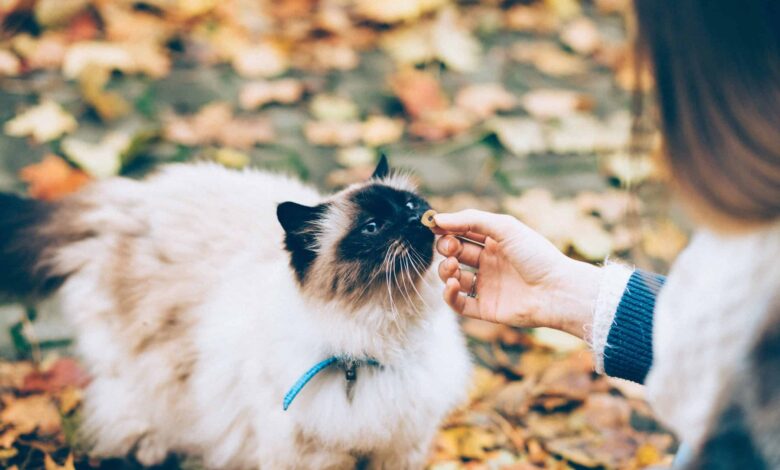 Formation en ligne à la certification du meilleur cours de nutrition animale